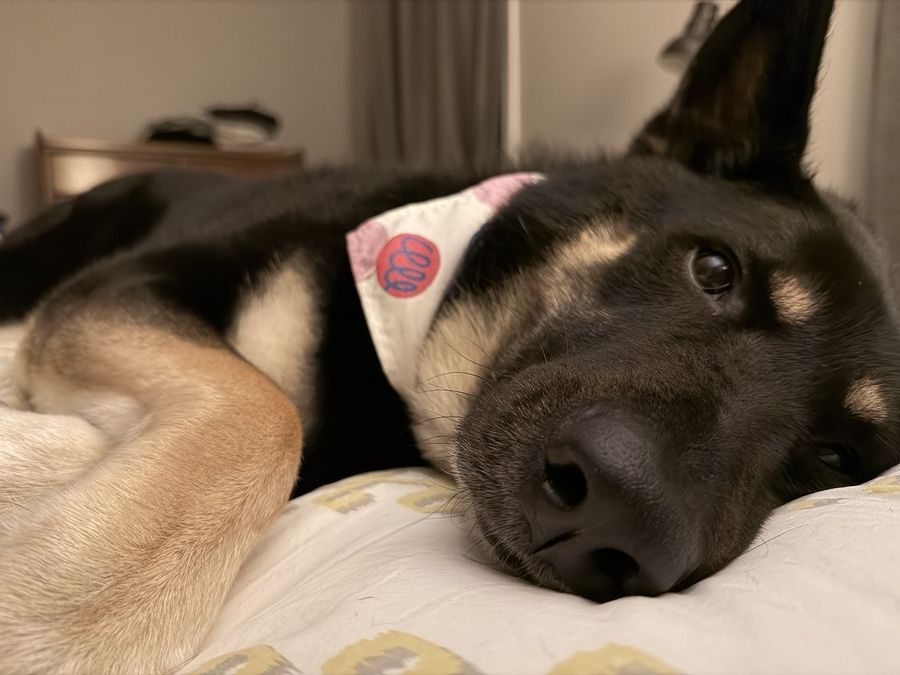 A black and tan shepherd in a bandana resting its head on a bed