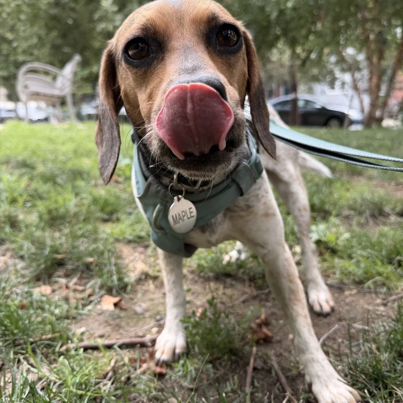 A beagle mix in a teal harness licking her nose on a patch of grass