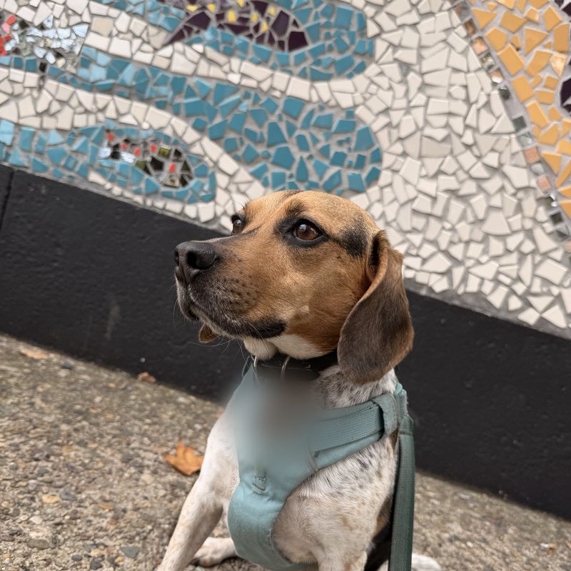 A beagle mix in a teal harness sitting in front of a tile mosaic wall