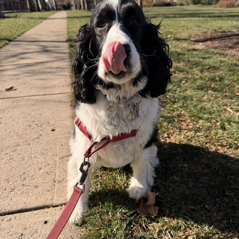 A black and white springer spaniel licking its nose on the lawn at Naval Square