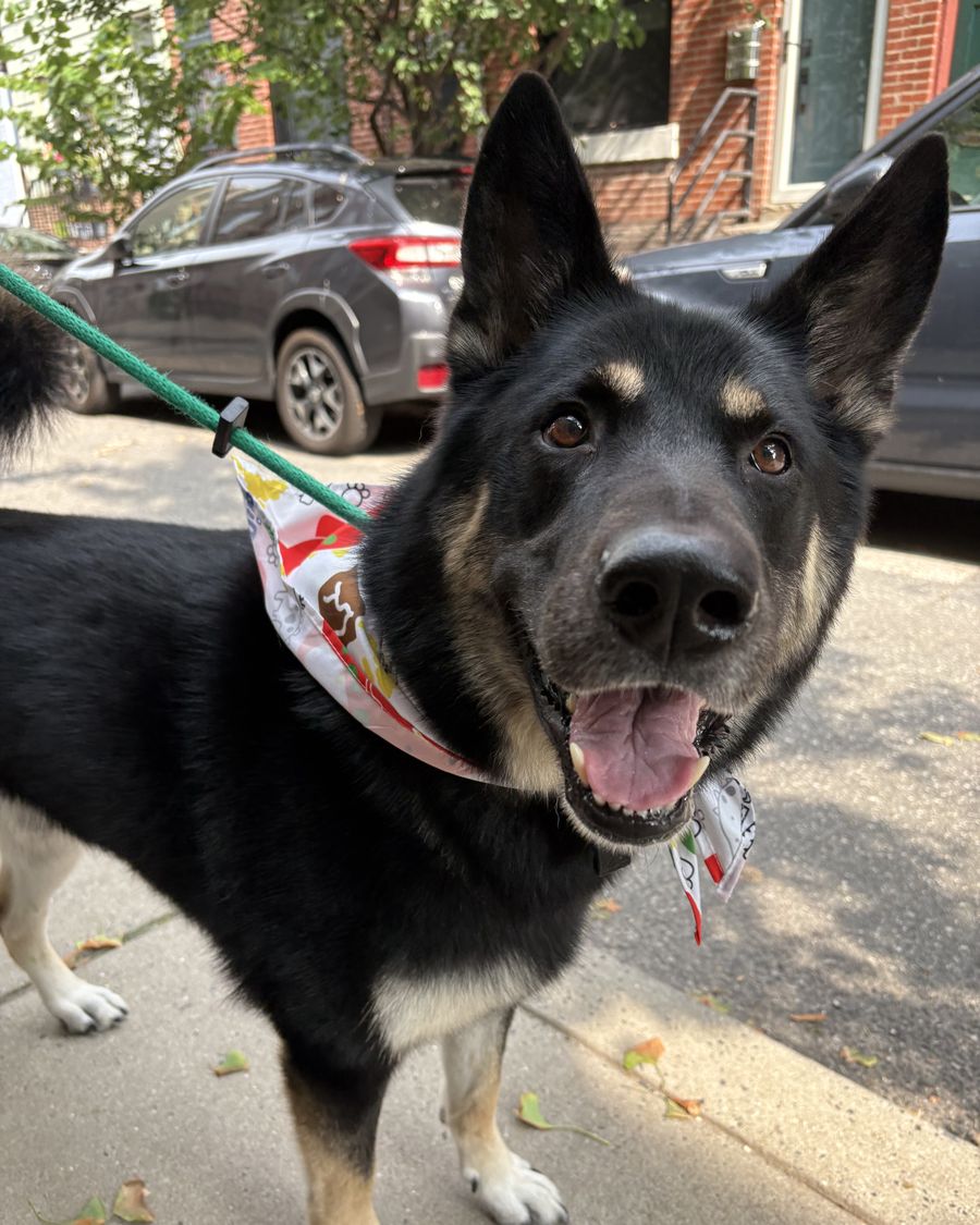 A smiling black and tan shepherd in a bandana on a rowhouse sidewalk, on a green leash