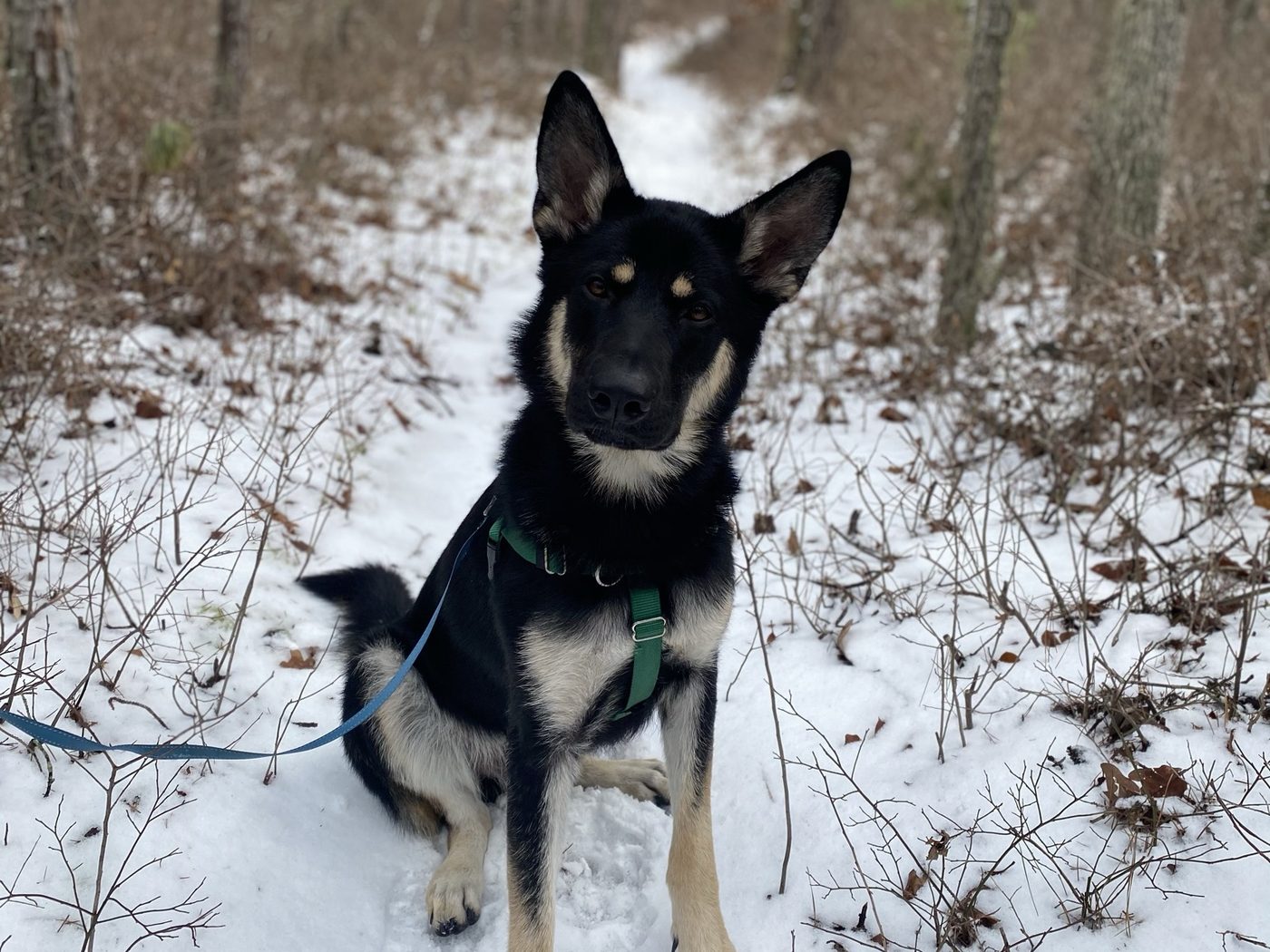 A black and tan shepherd sitting on leash on a snowy wooded trail