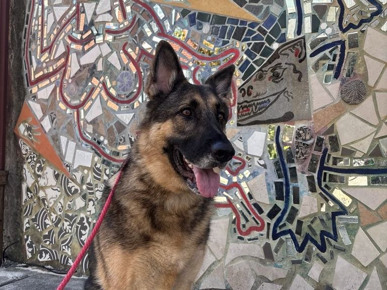 A German shepherd on a red leash sitting in front of a colorful mosaic wall in South Philly