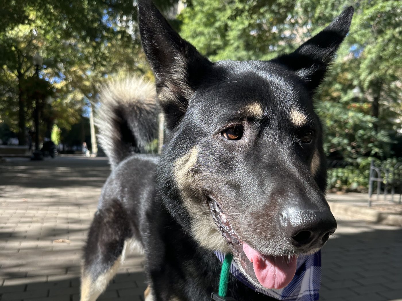 A black and tan shepherd in a plaid bandana on a tree-shaded path in Rittenhouse Square