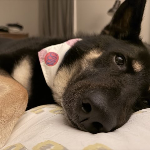 The same dog resting on a bed after the walk