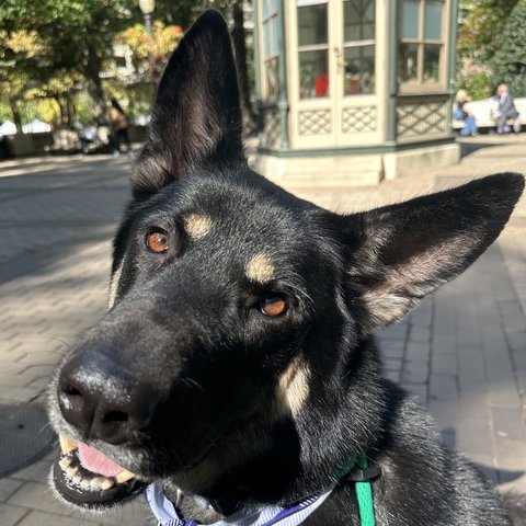 A black shepherd mix smiling on a walk in the park