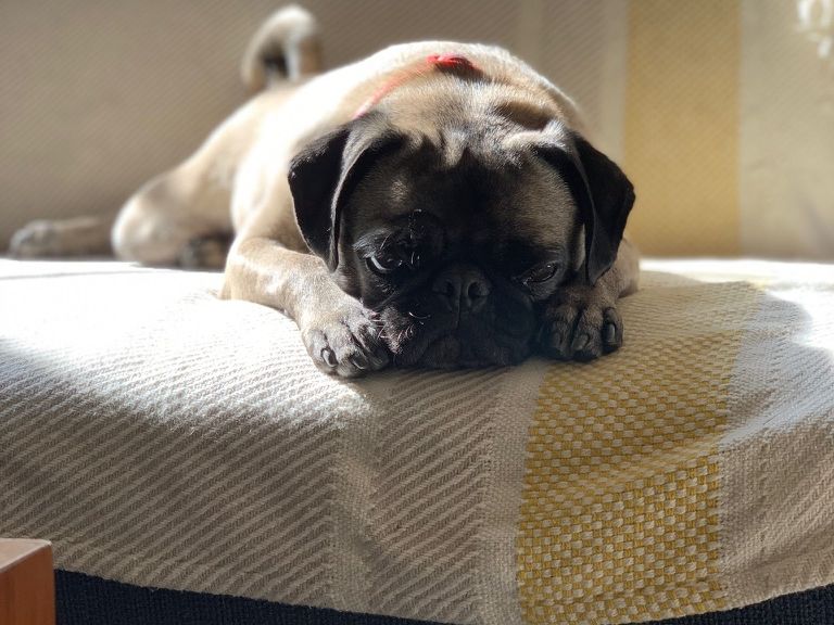A pug napping in the sun on a couch at home