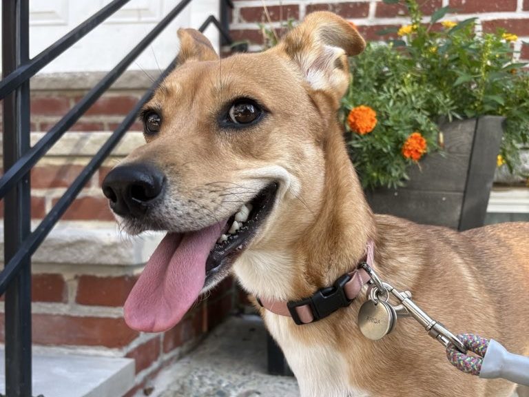 A smiling tan dog on a leash beside the brick front steps and iron railing of a rowhome