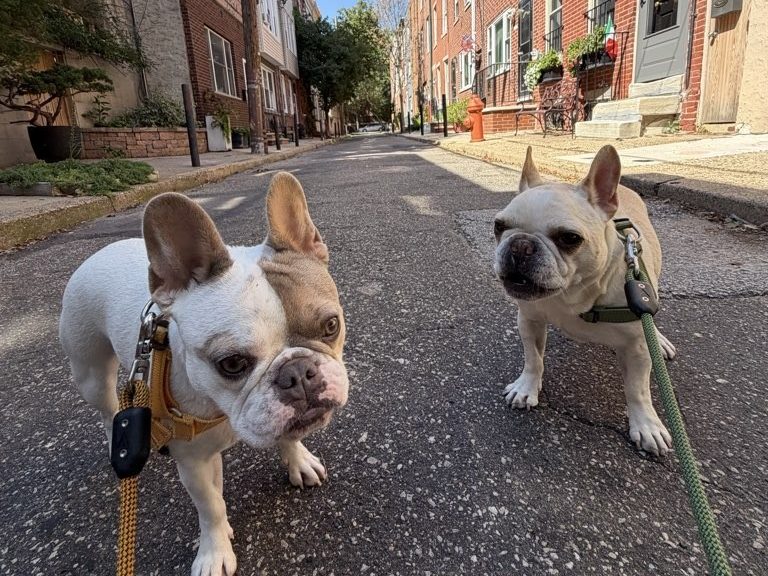 Two French bulldogs on leashes standing in a narrow street lined with brick rowhomes