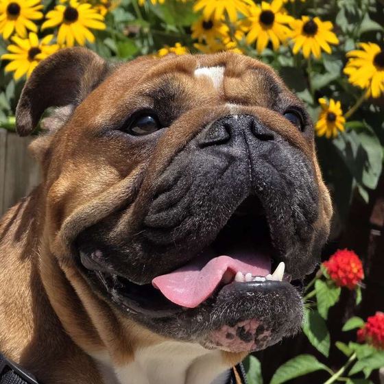 An English bulldog grinning in front of yellow flowers