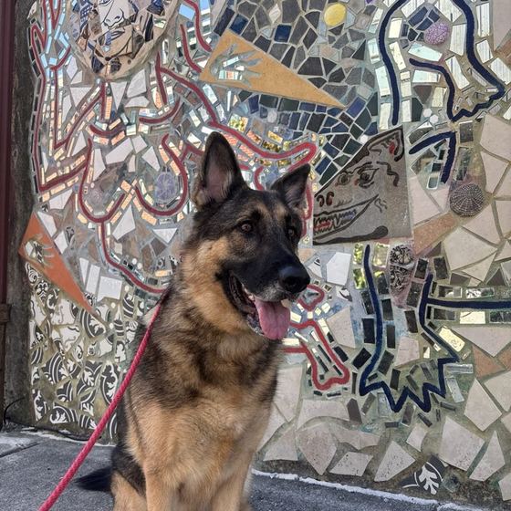 A German shepherd sitting in front of a colorful South Philly mosaic wall