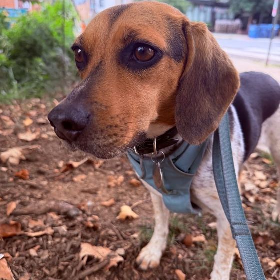 A beagle on a walk among fallen leaves