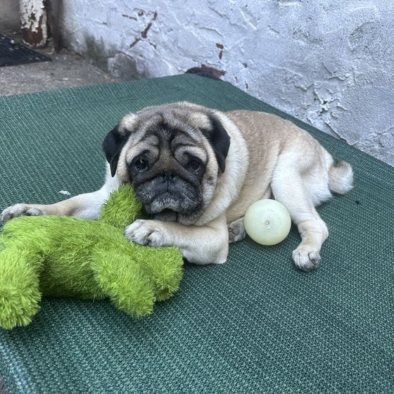 A pug lying on a green dog cot with a plush toy and a ball