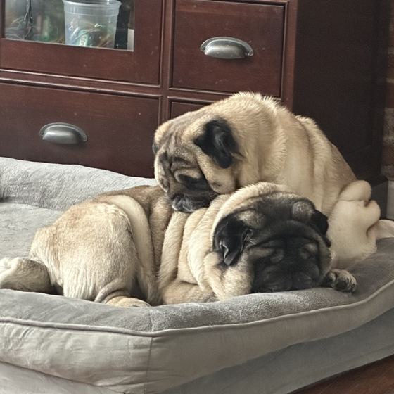 Two pugs curled up together on a dog bed