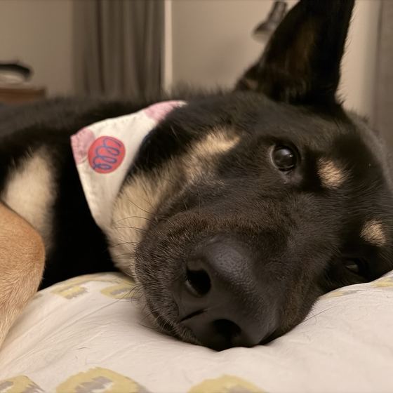 A shepherd in a bandana resting its head on a bed