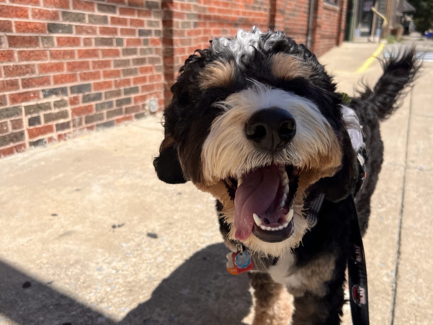 A happy black, white and tan doodle walking on leash along a brick-lined city sidewalk