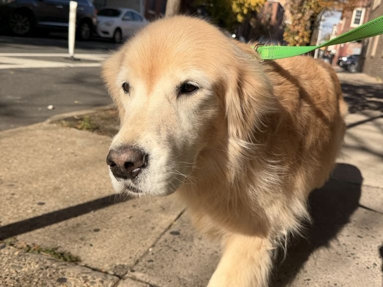 An older golden retriever on a green leash walking down a brick-lined city block in the fall