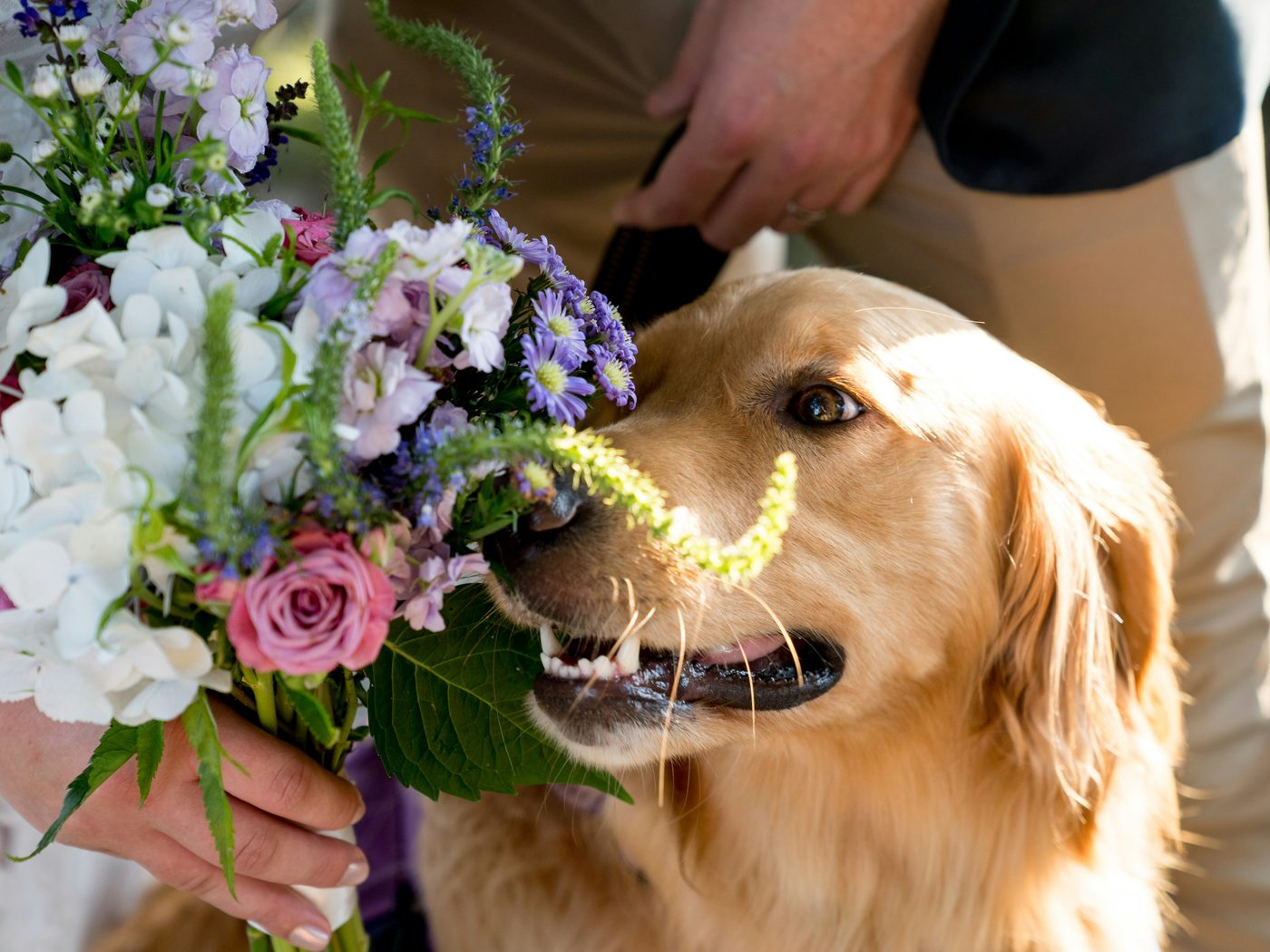 A golden retriever sniffing a wedding bouquet