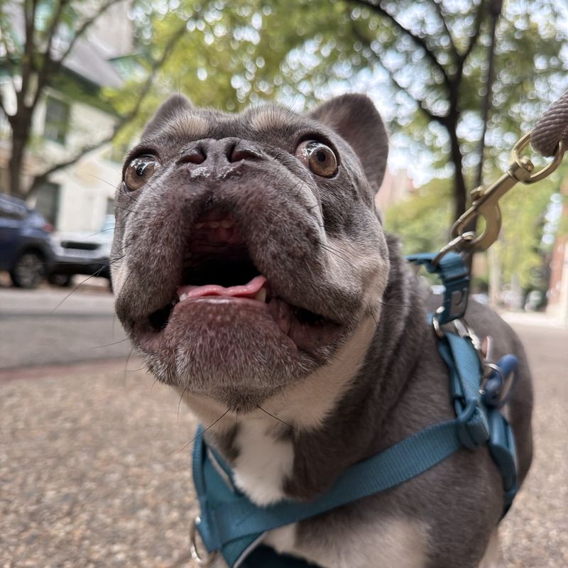 A gray French bulldog in a teal harness looking up from a tree-lined sidewalk