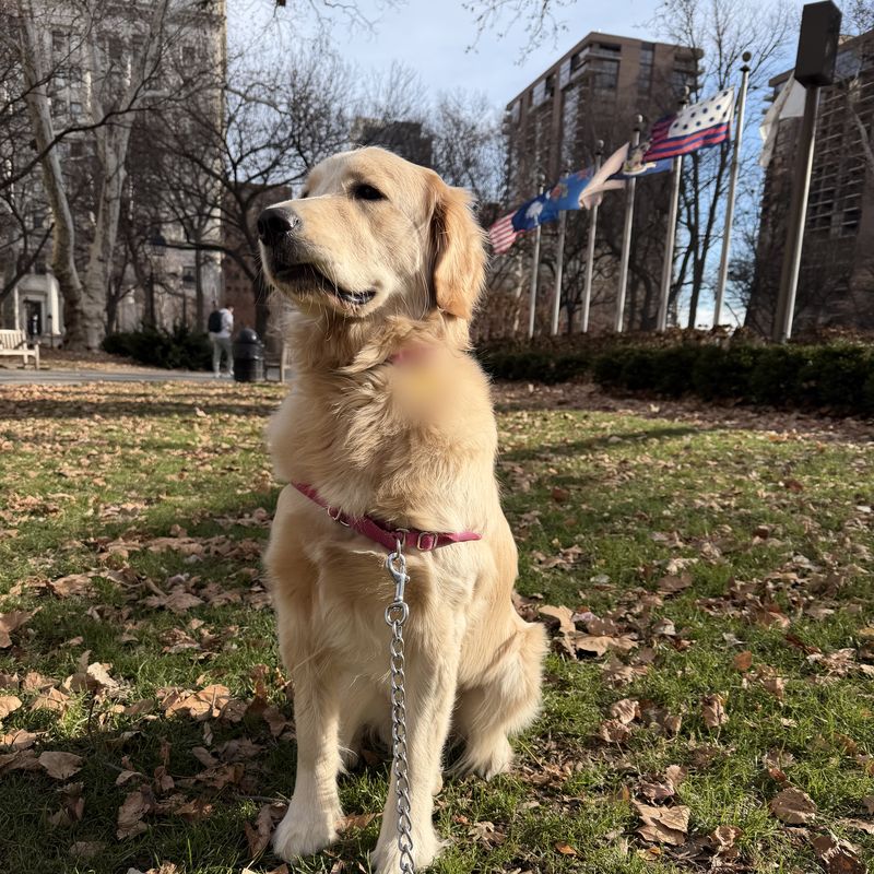 A young golden retriever sitting on the lawn in Washington Square, with the ring of flags behind